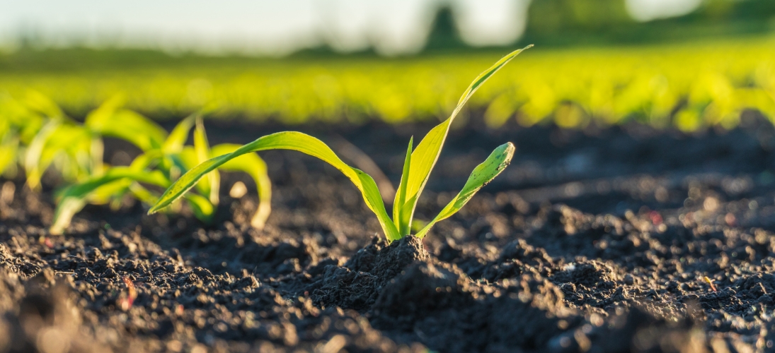 La population présente un niveau d’exposition préoccupante au cadmium. Ce métal lourd, cancérigène, se retrouve dans un grand nombre de produits alimentaires consommés au quotidien.